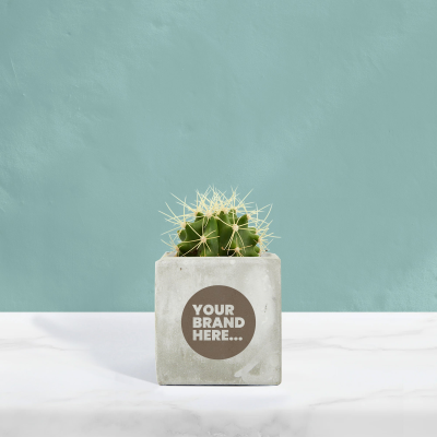 Picture of CACTUS in Marble Concrete Pot Engraved