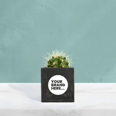 Picture of CACTUS in Black Concrete Pot Printed