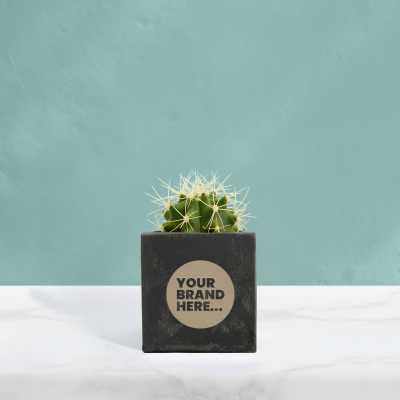 Picture of CACTUS in Black Concrete Pot Engraved