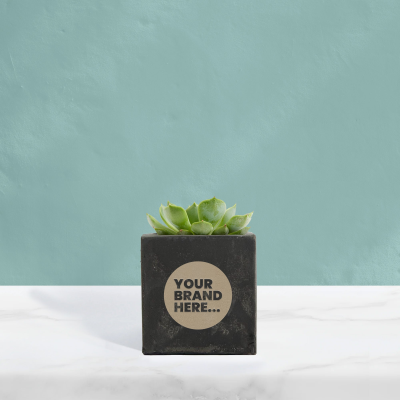 Picture of SUCCULENT in Black Concrete Pot Engraved