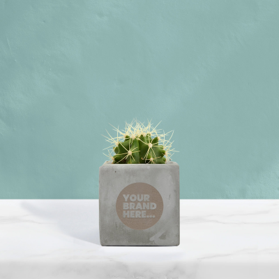 Picture of CACTUS in Grey Concrete Pot Engraved