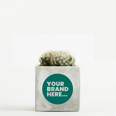 Picture of CACTUS in Marble Concrete Pot Printed