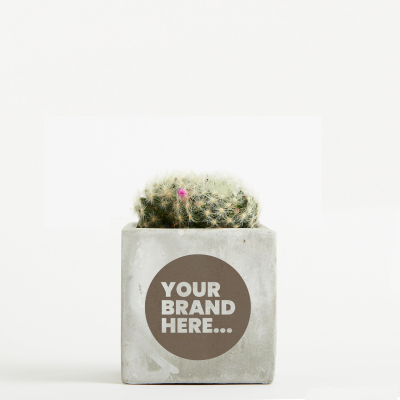 Picture of CACTUS in Marble Concrete Pot Engraved