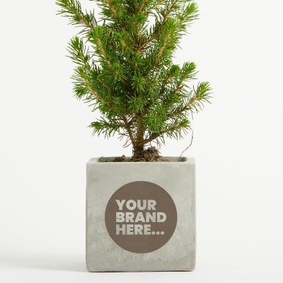 Picture of CHRISTMAS TREE in Marble Concrete Pot Engraved